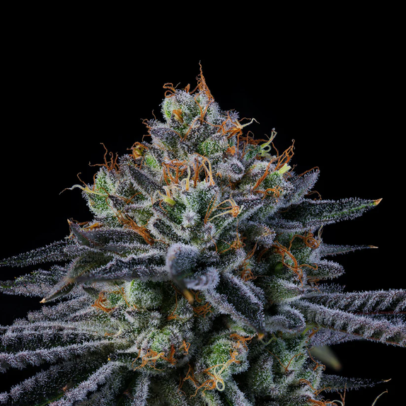 Wizard Trees Genetics Windu Cannabis Seeds