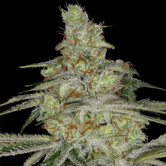 Tangie Ghost Train Feminised Cannabis Seeds