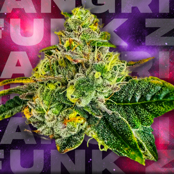 Wizard Trees Genetics Zangria Funk Cannabis Seeds