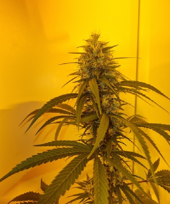 S1feminised (Connoisseur Genetics Seeds) Cannabis Seeds