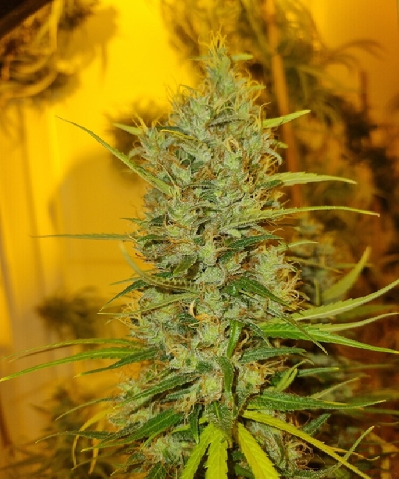 90s Face melter Feminised (Connoisseur Genetics Seeds) Cannabis Seeds