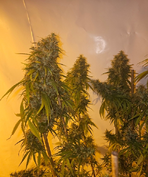 90s Time machine (Connoisseur Genetics Seeds) Cannabis Seeds