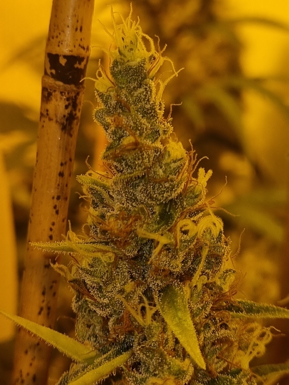 90s Best Feminised(Connoisseur Genetics Seeds) Cannabis Seeds