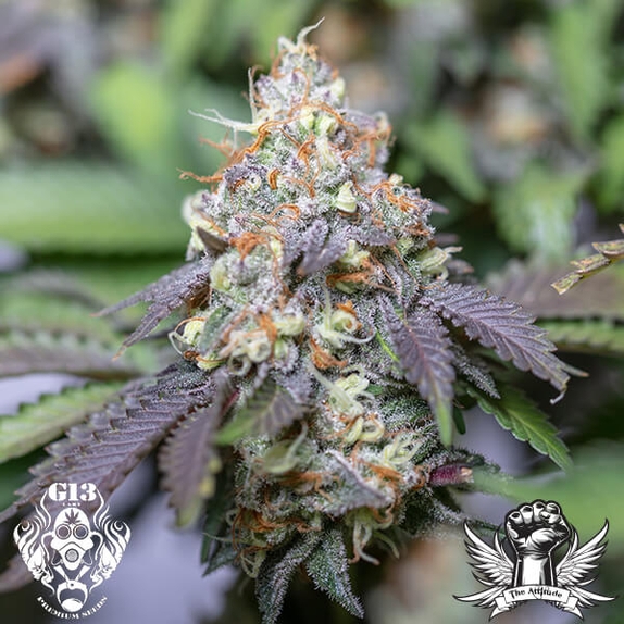 SeedStockers Seeds x G13 Labs Seeds Grannys Marker Cannabis Seeds