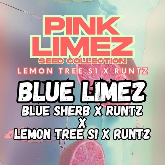 Blue Limez Feminized (Compound Genetics Seeds) Cannabis Seeds