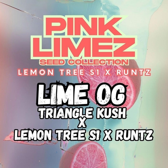 Lime OG Feminized (Grounded Genetics Seeds) Cannabis Seeds