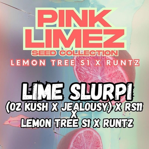 Lime Slurpi Feminized (Grounded Genetics Seeds) Cannabis Seeds