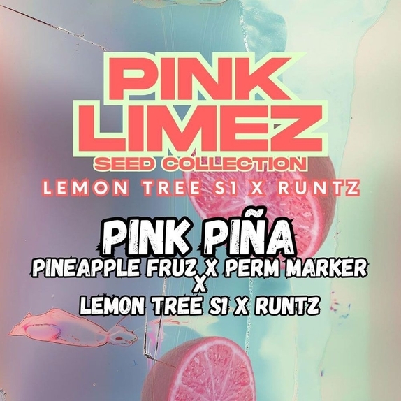 Pink Pina Feminized (Grounded Genetics Seeds) Cannabis Seeds
