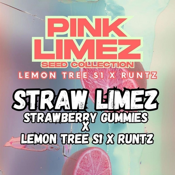 Straw Limez Feminized (Grounded Genetics Seeds) Cannabis Seeds