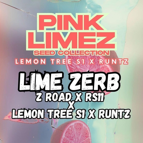 Lime Zerb Feminized  (Grounded Genetics Seeds) Cannabis Seeds