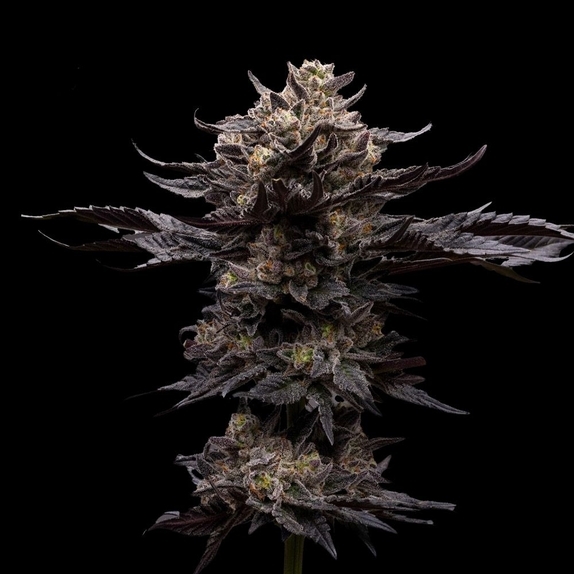 Chupacabra Feminized (Ziplock Seeds) Cannabis Seeds