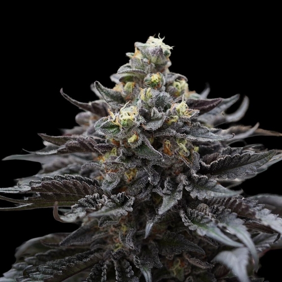 Direwolf Feminized (Ziplock Seeds) Cannabis Seeds