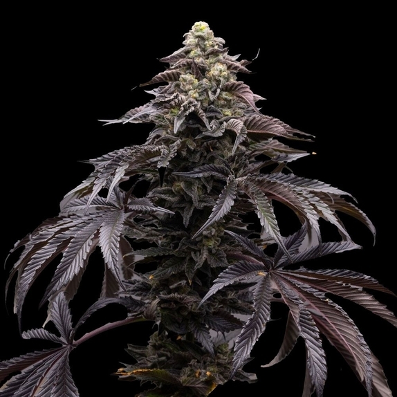 Blueberry Fizz (Ziplock Seeds) Cannabis Seeds
