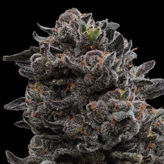 Hawaiian Mist Feminized (Ziplock Seeds) Cannabis Seeds