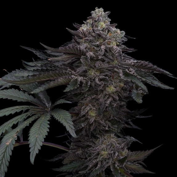 Lazer Wolf BX Feminized (Ziplock Seeds) Cannabis Seeds