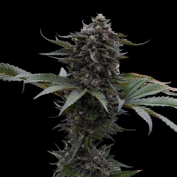 Sour Wolf (Ziplock Seeds) Cannabis Seeds