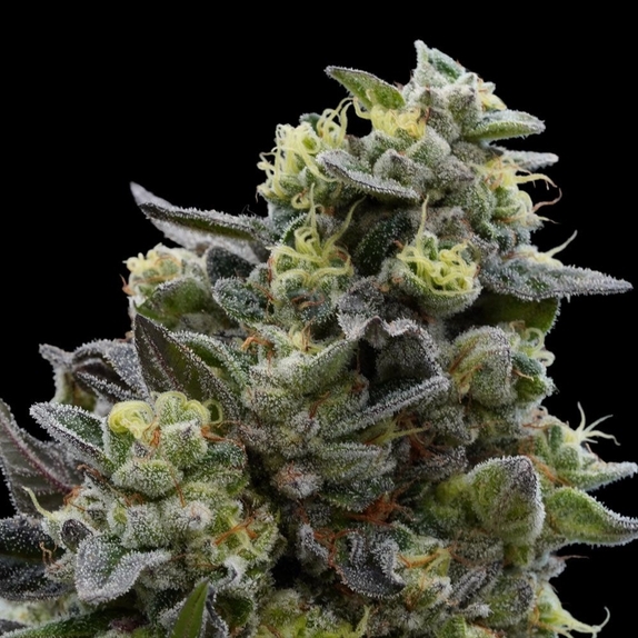 Mochi Crunch Feminized (Ziplock Seeds) Cannabis Seeds