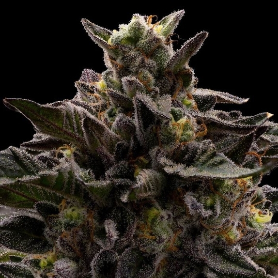 Macaveli (Ziplock Seeds) Cannabis Seeds