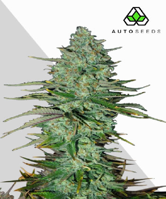 Apple Fritters Auto (Auto Seeds) Cannabis Seeds