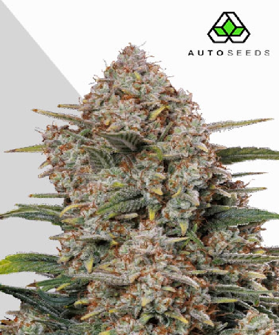 Gorilla Cookies Auto (Auto Seeds) Cannabis Seeds