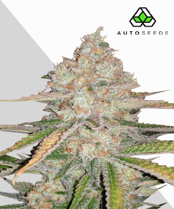 Pineapple Express Auto (Auto Seeds) Cannabis Seeds