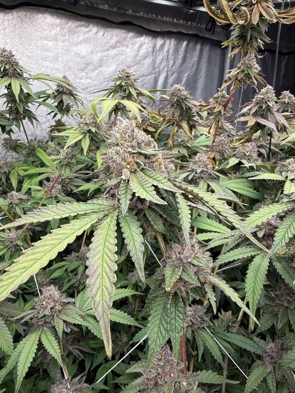 Biscotti Gelato (Fast Buds Seeds) Cannabis Seeds