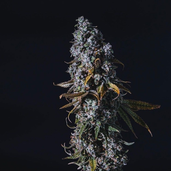 Pink Pineapple Kush (Holy Smoke Seeds) Cannabis Seeds