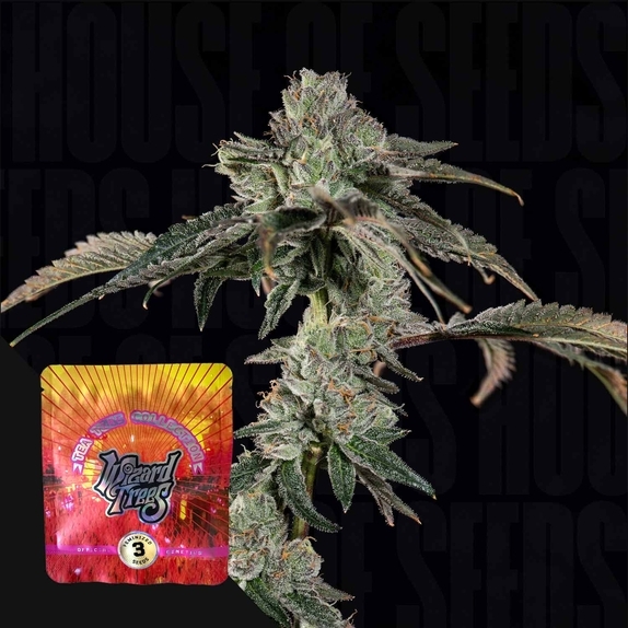 Boiler Room (Wizard Trees Genetics) Cannabis Seeds