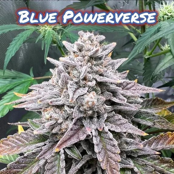 Blue Powerverse Auto (Night Owl Seeds) Cannabis Seeds