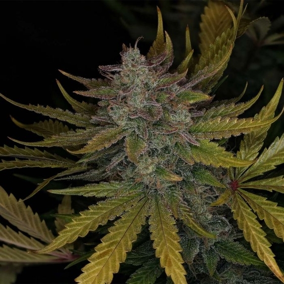 Deep Space 91 Auto (Night Owl Seeds) Cannabis Seeds