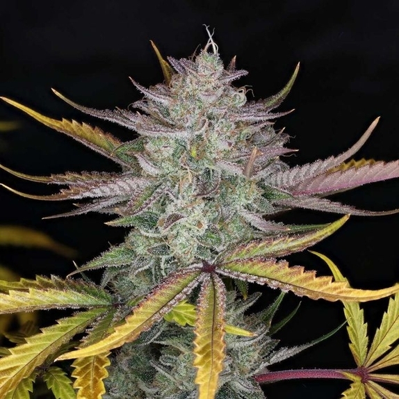 Space Station Violet Auto (Night Owl Seeds) Cannabis Seeds