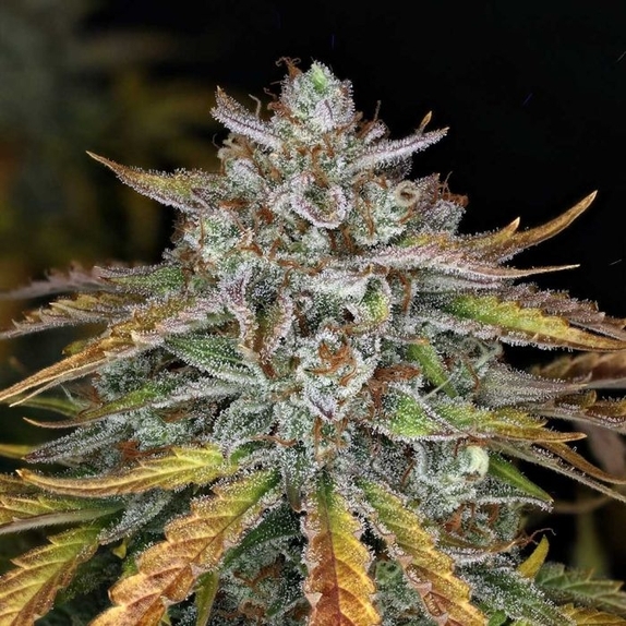 Whistlin Blues Auto (Night Owl Seeds) Cannabis Seeds