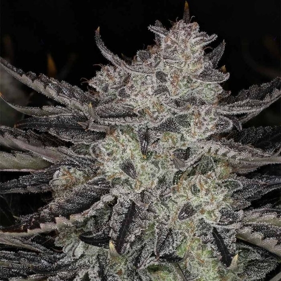 Chemmy Powers Auto (Night Owl Seeds) Cannabis Seeds