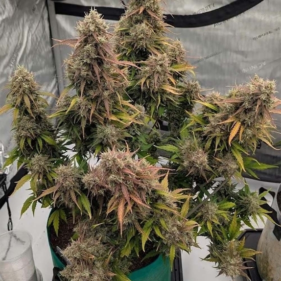 Compound V Auto Seeds (Night Owl Seeds) Cannabis Seeds