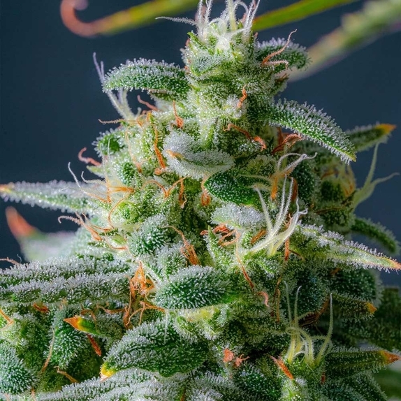 Magic Castle Auto (Night Owl Seeds) Cannabis Seeds