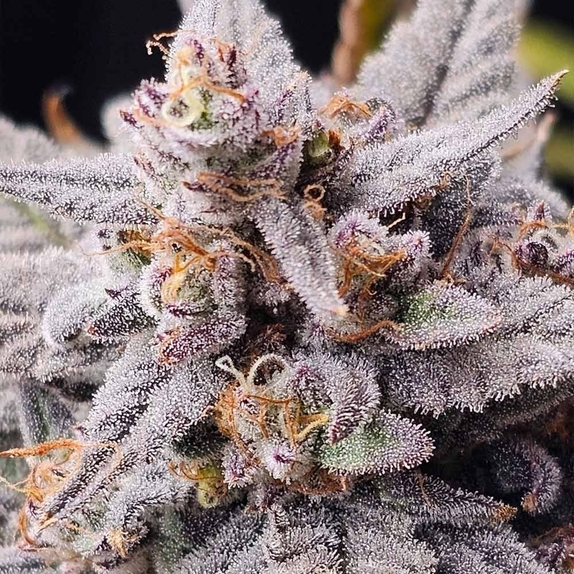 Mondo Smash Auto (Night Owl Seeds) Cannabis Seeds