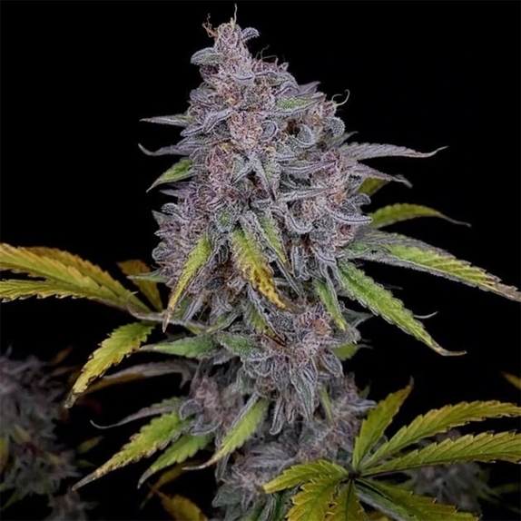 Purple Strawberry Popesicle Auto (Night Owl Seeds) Cannabis Seeds
