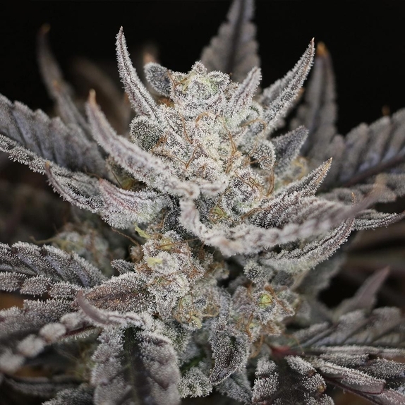 Master Bruce Auto (Night Owl Seeds) Cannabis Seeds