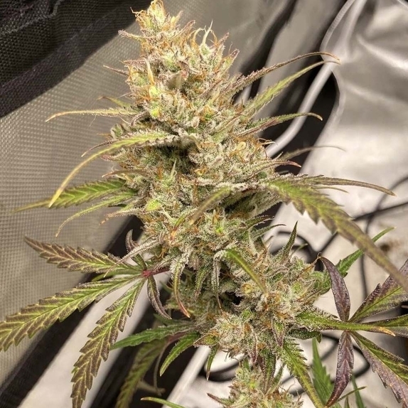 Space Station Gold Auto (Night Owl Seeds) Cannabis Seeds