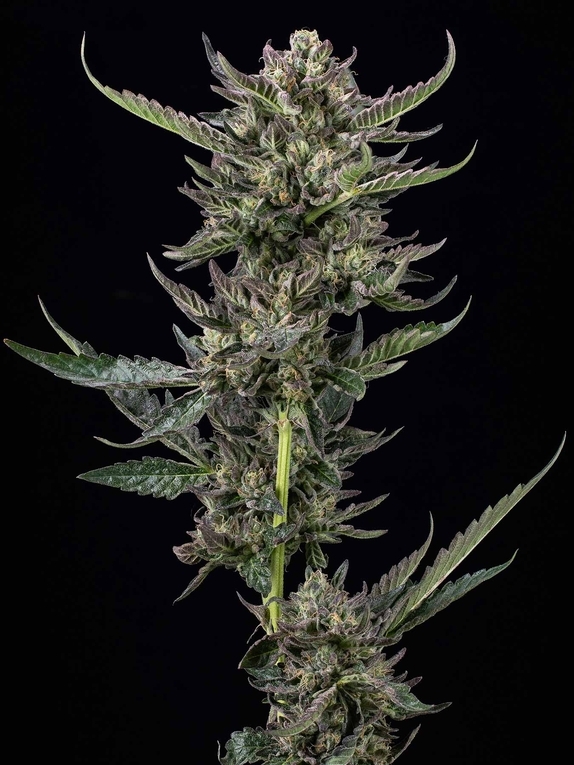 Notorious THC Cannabis Seeds