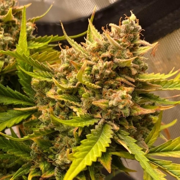 Chem n Qoolaid Auto (Night Owl Seeds) Cannabis Seeds