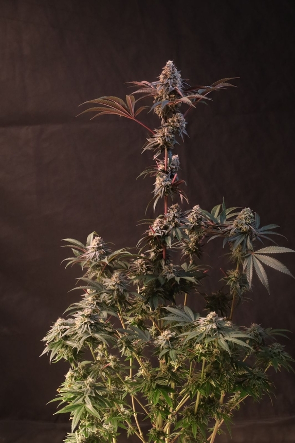 Lemon Cherry Runtz (Fast Buds Seeds) Cannabis Seeds