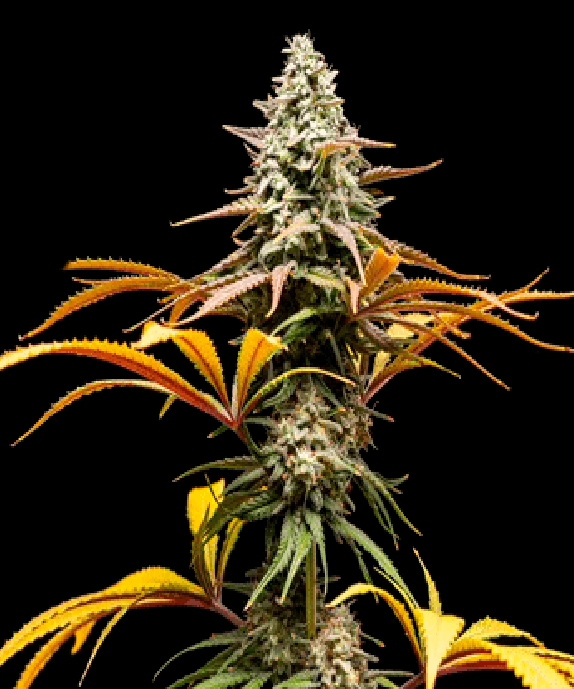 Crunch (World Breeders Seeds) Cannabis Seeds