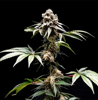 Fizzy Gum (World Breeders Seeds) Cannabis Seeds