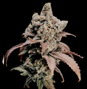 Hidden Vice (World Breeders Seeds) Cannabis Seeds