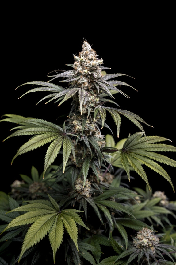 Tropic Gem (World Breeders Seeds) Cannabis Seeds