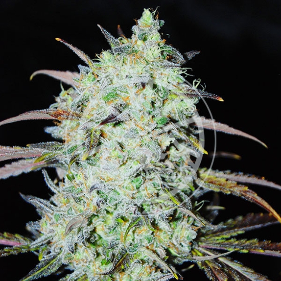 Delicious Bay Haze (Delicious Seeds) Cannabis Seeds
