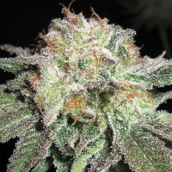 Blue Cheese & Pickles (Ultra Genetics Seeds) Cannabis Seeds