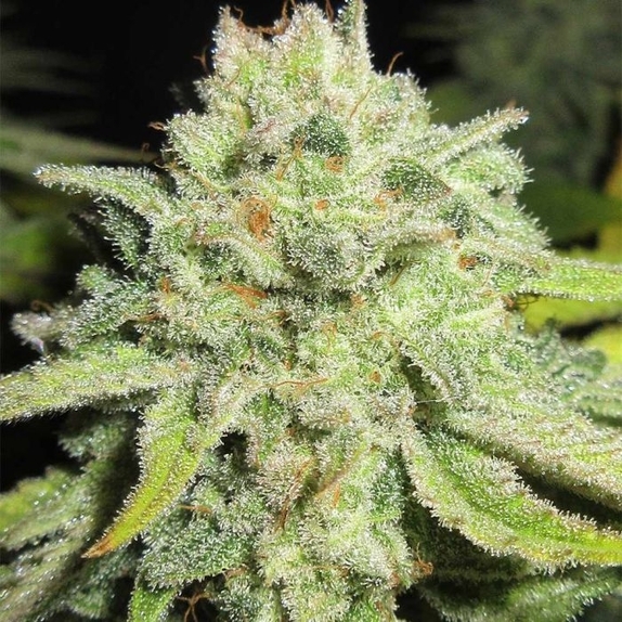 Cheesy Marmalade Toast (Ultra Genetics Seeds) Cannabis Seeds