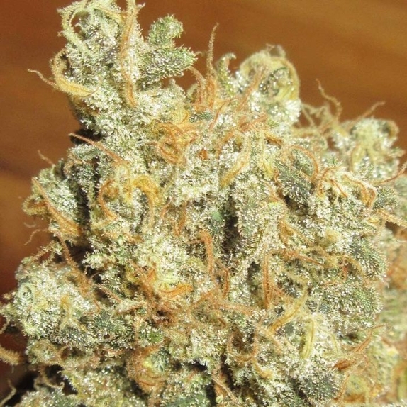Thai Chee (Ultra Genetics Seeds) Cannabis Seeds